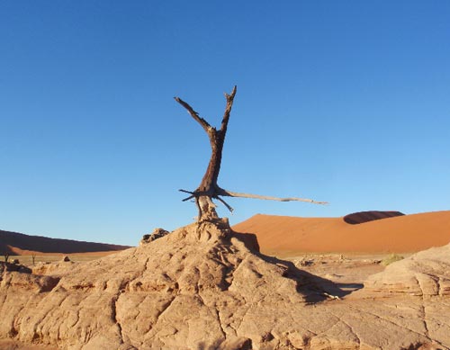 Le incredibili forme delle acacie disseccate nel Dead Vlei