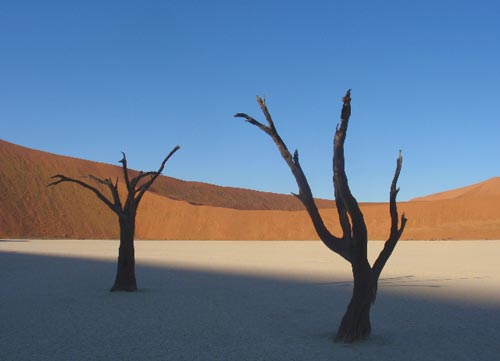 Le incredibili forme delle acacie disseccate nel Dead Vlei