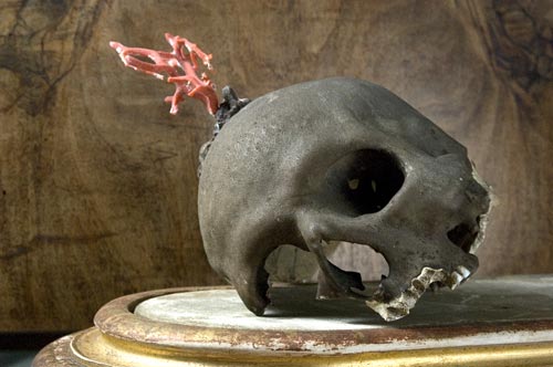 Cranio umano con corallo rosso, XVII secolo (?). 18,1 x 13, 4 cm, alt. auricolo-bregmatica 10,9 cm. Pisa, Museo di Storia Naturale e del Territorio dell’Università di Pisa, Certosa di Calci.