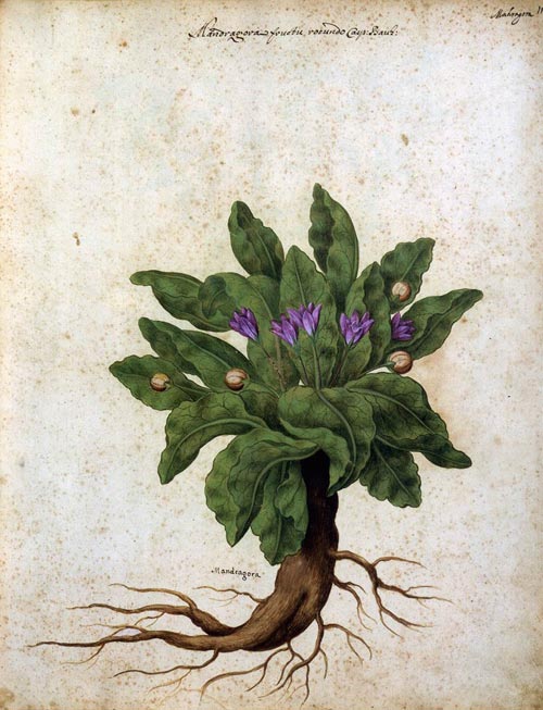 4 mandragora 1650
