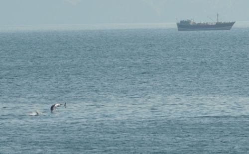 Delfini fotografati dalla strada