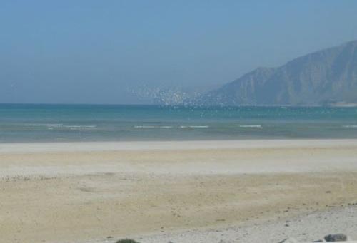 Uccelli in volo all improvviso