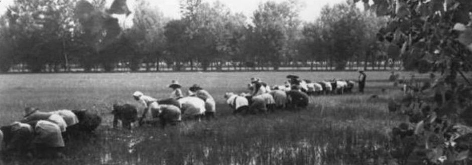 Monda del riso, 1959. Archivio Ente Risi.