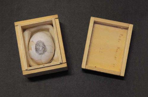 Piero-manzoni 5 uovo scultura n21 1960