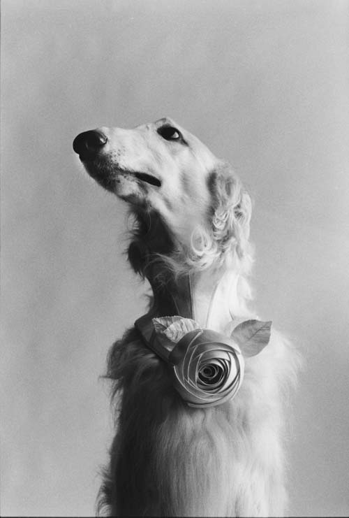 2 elliott erwitt new york city 1999