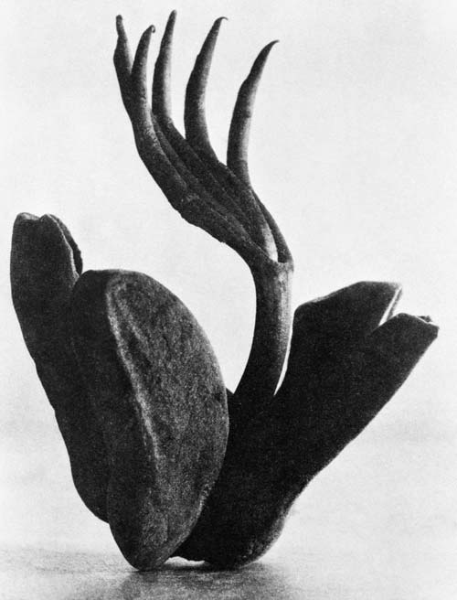 3 tina modotti-el manito-messico 1924