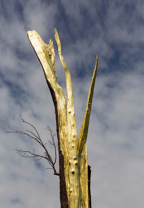 Giuseppe penone albero folgorato