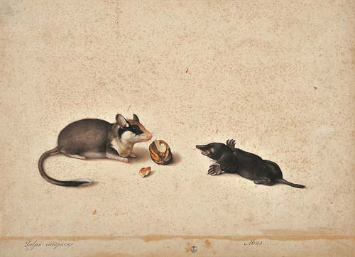 1 jacopo ligozzi-topo quercino e talpa