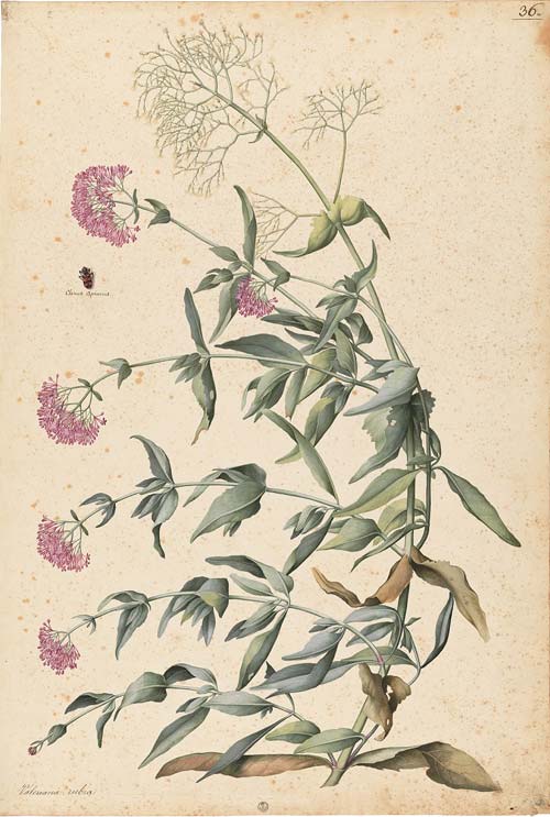 3 jacopo ligozzi-valeriana rubra e un insetto