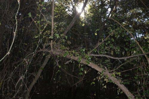 Parco Costiero di Rimigliano: il sole cerca di filtrare fra la folta macchia