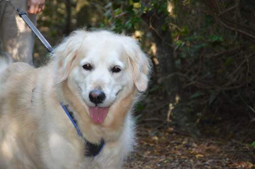 7 shila a rimigliano