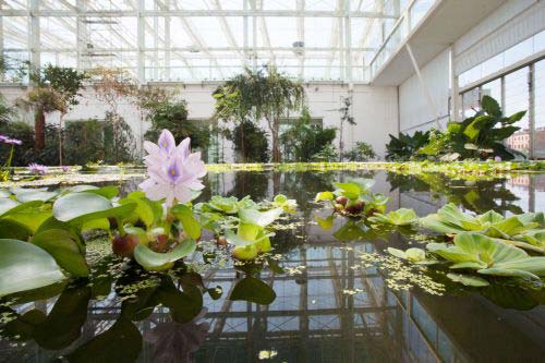 Giardino della Biodiversità - Serra tropicale 