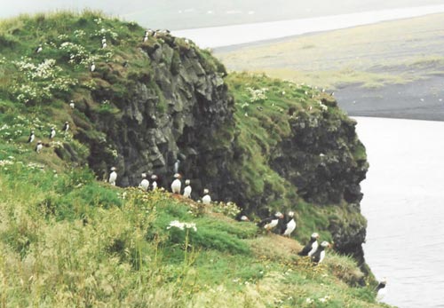 6 pulcinella di mare isola papey-foto donata brugioni