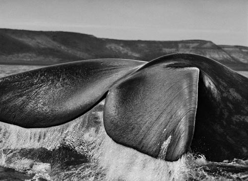 Salgado 3 penisola di valdes argentina 2004