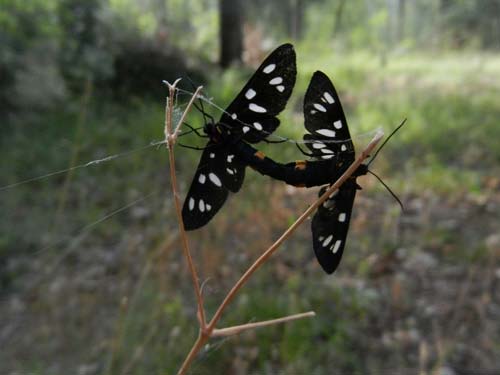 Farfalle in amore-foto andrea mancaniello-2012