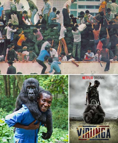 11 oscar2014-last days in vietnam-virunga
