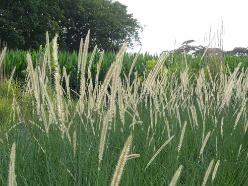 1impariamo a progettare un giardino low cost