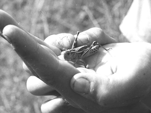 P01914-­030-­DEThd1_MANSON_TravauxDesChamps Robert Manson, 