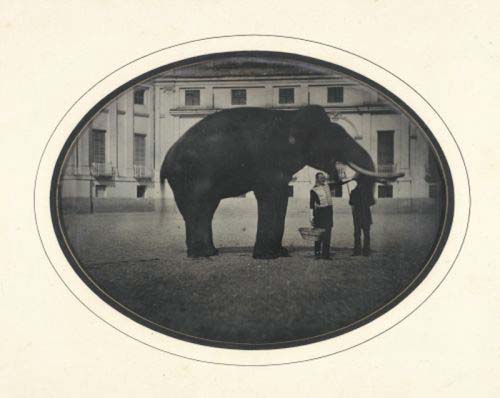 Anonimo-dagherrotipo-dell-elefante-fritz-1850-archivio-storico-della-citt-di-torino