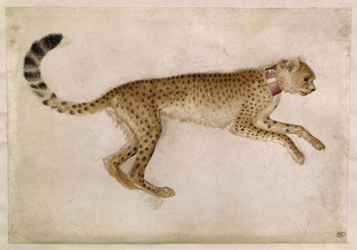 86 michelino da besozzo ghepardo id 186