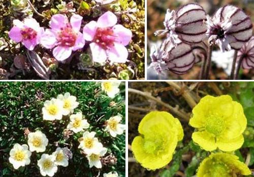 Svalbard-dryas octopetala-silene wahlbergella-ranunculus nivalis