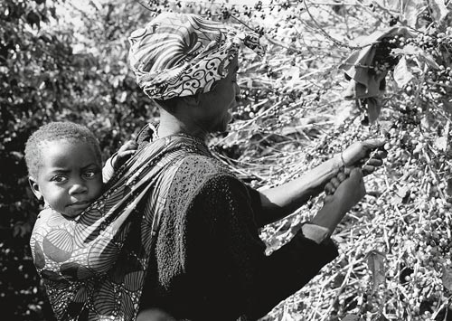 5 paolo solari bozzi-munali coffee farm zambia 2014