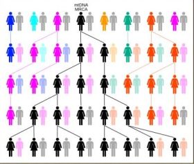 Illustrazione grafica del passaggio da madre a figlia del DNA mitocondriale