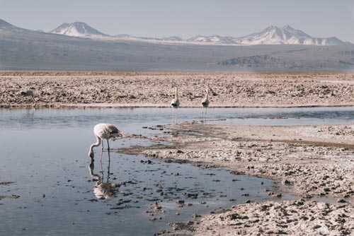 12 ande salar de atacama cile-foto michela goretti