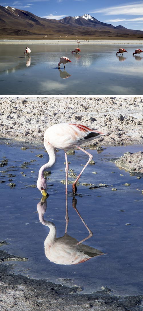 15 ande salar de atacama laguna chaxa fenicotteri rosa-foto michela goretti
