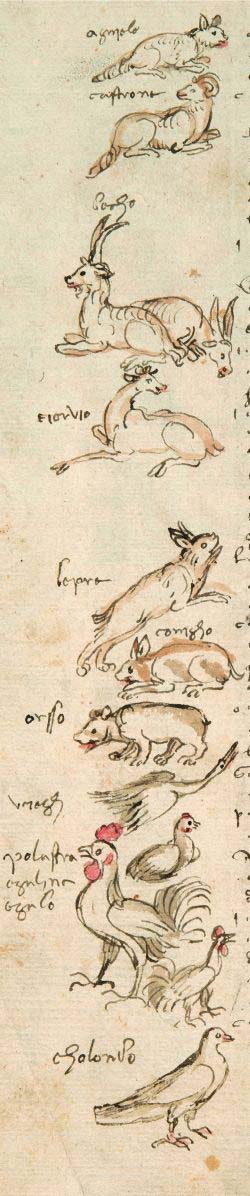 Codice rustici 142 tav xv