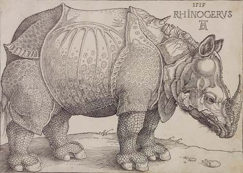 Albrecht duerer rhinocerus