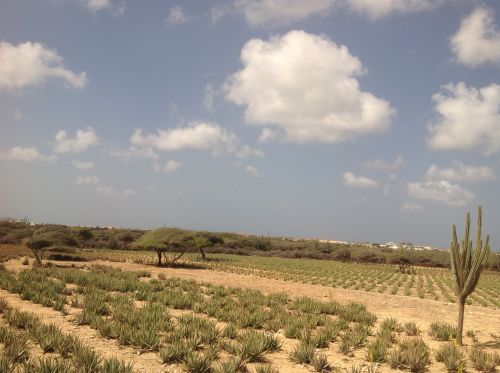 Aruba coltivazione aloe