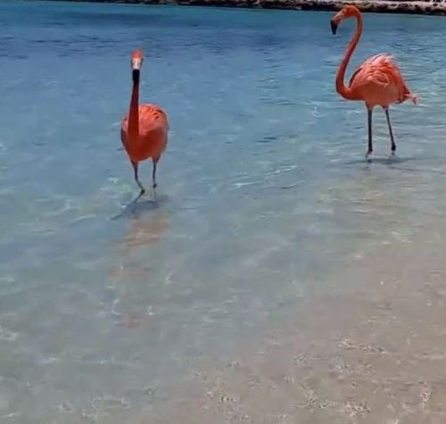Aruba fenicotteri a riva