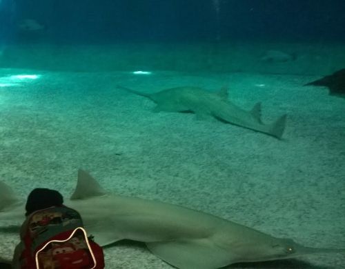 Giulio osserva attentamente la vasca degli squali