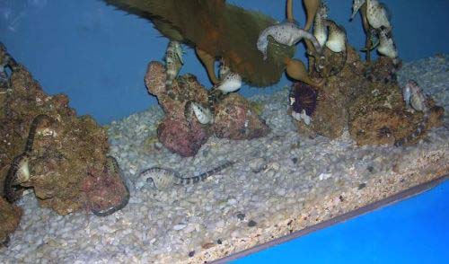 La vasca dei cavallucci marini