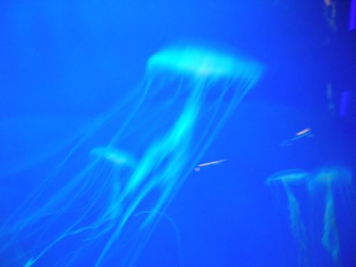 Una delle vasche delle meduse