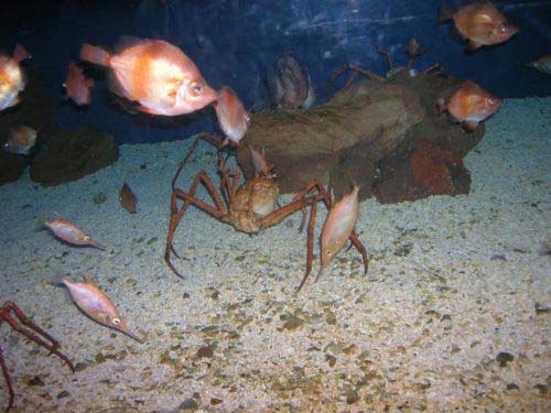 Una vasca condivisa da specie molto diverse