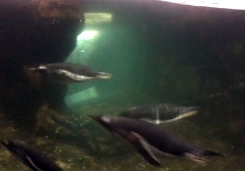 Anche la vasca dei pinguini è su due livelli così possiamo osservarli mentre nuotano velocissimi