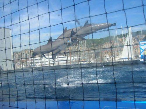 Un 'volo' dei delfini 