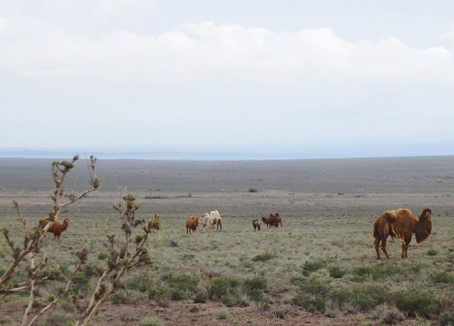 9 kazakhstan cammelli battriani nella steppa al confine con la cina-foto donata brugioni