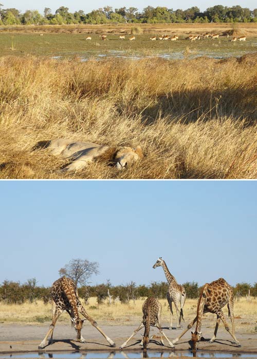 2 vita sul delta dell okavango-foto donata brugioni