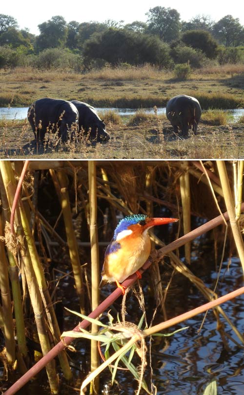 3 ippopotami e martin pescatore-foto donata brugioni