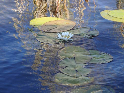 Ninfee sullo Zambesi (quasi un Monet)