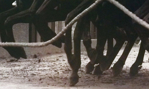 Luciano valentini-a cavallo del millennio-25 anni di palio-particolare di copertina