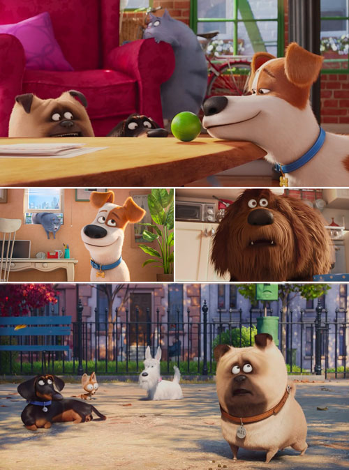 Pets vita da animali 6