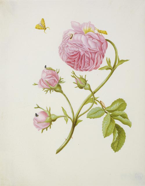 Maria Sibylla Merian (1647–1717), Buschrose mit Miniermotte, Larve und Puppe, 1679, Städel Museum, Frankfurt am Main