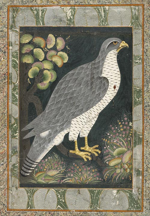 3 ritratto di un falcone scuola del deccan bijapur