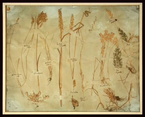 Foglio dall'erbario di Mendel piante essicate su carta, cm 42 x 46 x 1 Per gentile concessione del Monastero agostiniano Vecchia Brno - Museo Mendel dell’Università Masaryk di Brno.