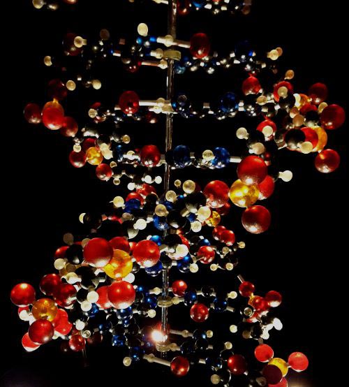Modello molecola di DNA resina e metallo, cm 180 x 20 x 80diam Museo Civico di Zoologia, Roma.