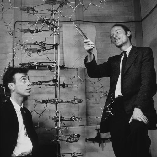 James Watson, biologo statunitense (a sinistra) e Francis Crick, neuroscienziato biofisico biologo inglese, con il loro modello a doppia elica della molecola del DNA nel 1953.
